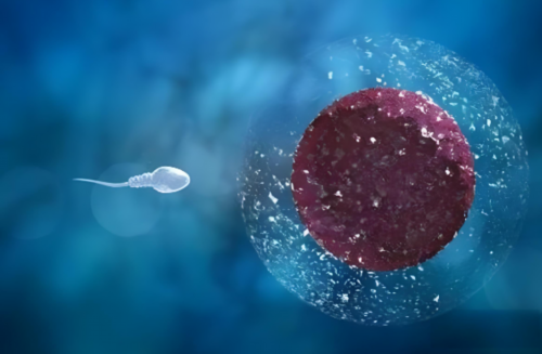 上海一妇婴试管成功率高吗？一次试管能够成功吗？